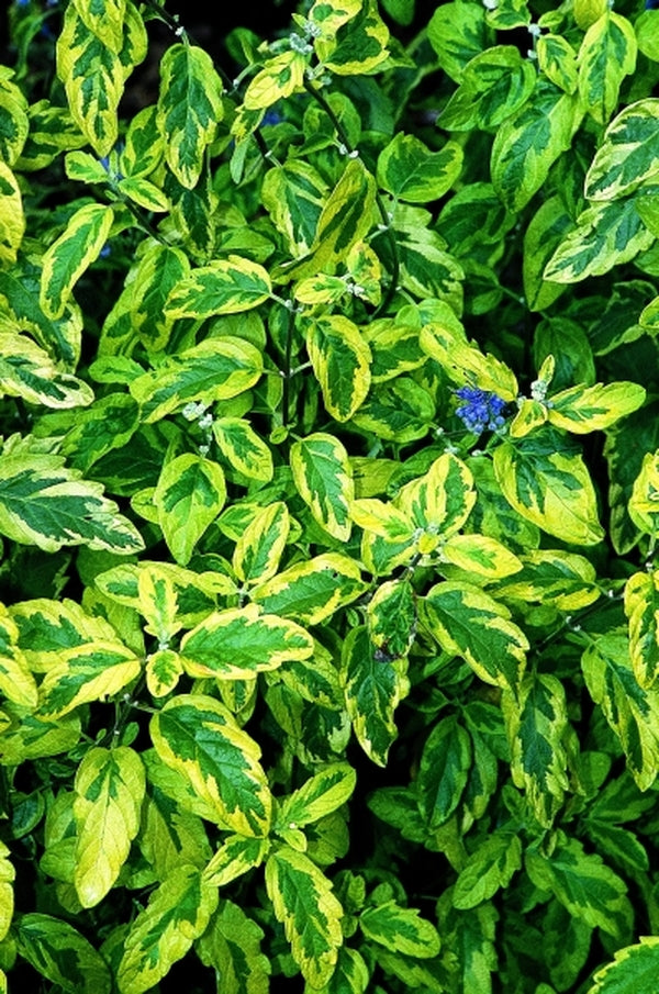 Image of Caryopteris x clandonensis 'Summer Sorbet' PP 15,935|Juniper Level Botanic Gdn, NC|JLBG