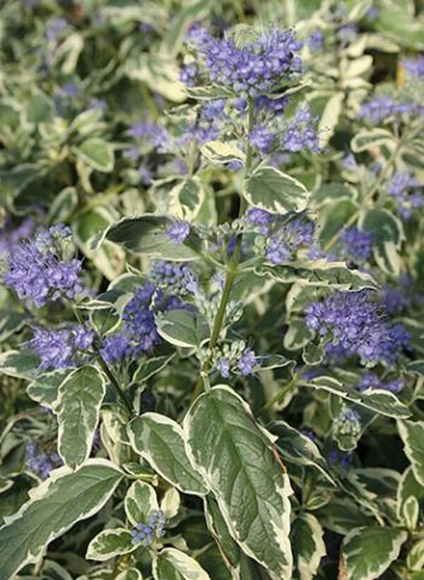Image of Caryopteris x clandonensis 'White Surprise' PP 21,146|Juniper Level Botanic Gdn, NC|JLBG