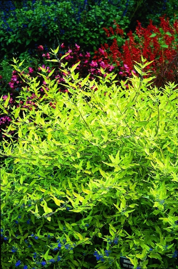 Image of Caryopteris x clandonensis 'Worcester Gold'|UGA Gdns, GA|