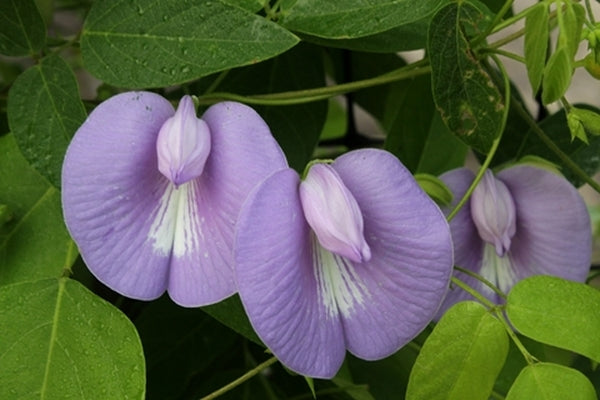 Image of Centrosema virginianum 'Pea Brain'|Juniper Level Botanic Gdn, NC|JLBG