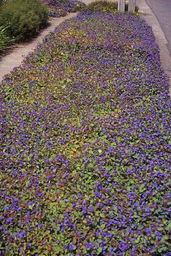 Image of Ceratostigma plumbaginoides|Towson, MD|