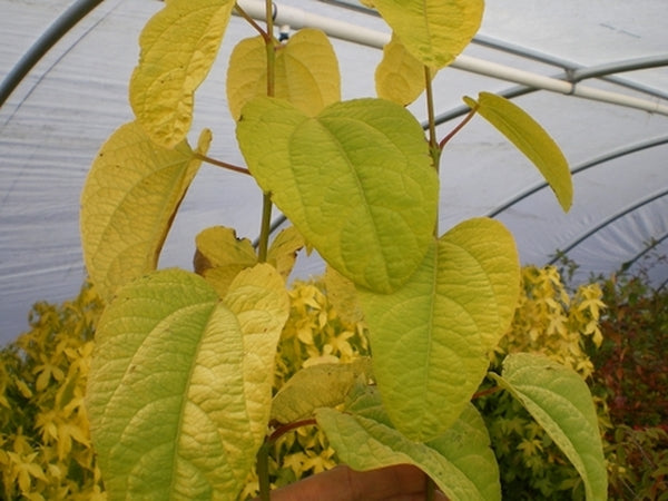 Image of Cercidiphyllum japonicum 'Claim Jumper'||Heritage Seedlings