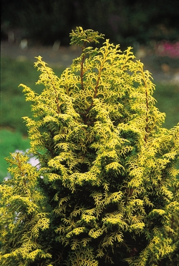 Image of Chamaecyparis obtusa 'Spirited'taken at Juniper Level Botanic Gdn, NC by JLBG
