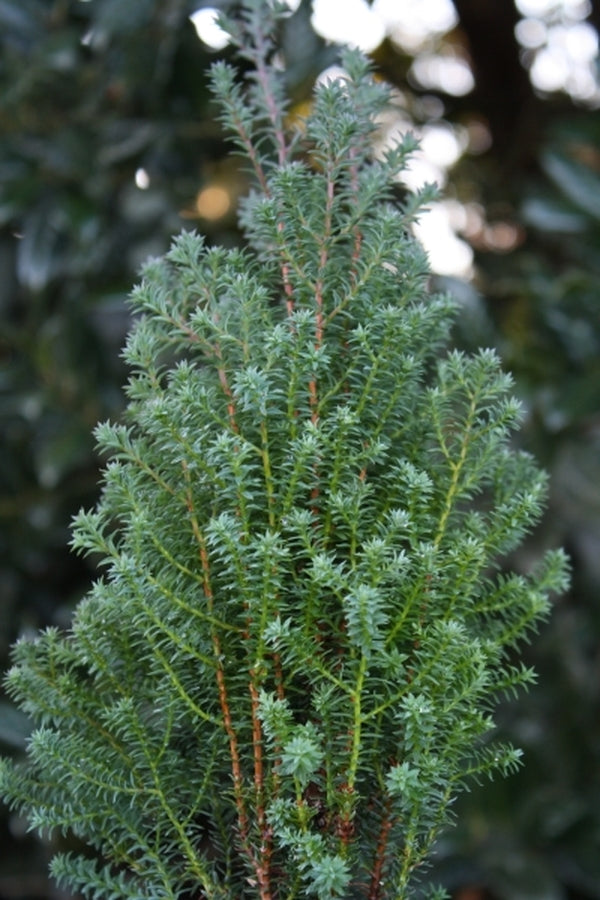 Image of Chamaecyparis thyoides 'Rubicon'||