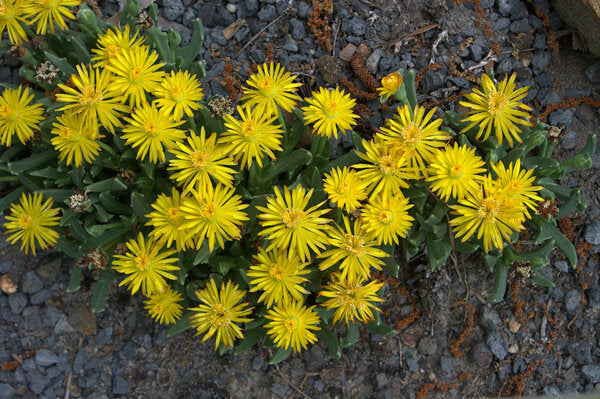 Image of Chasmatophyllum musculinum |Juniper Level Botanic Gdn, NC|JLBG