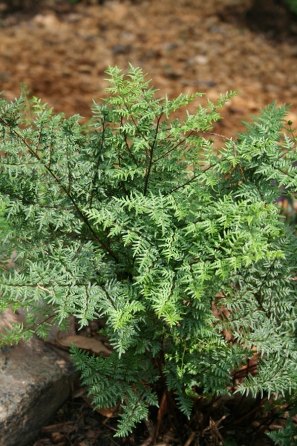 Image of Cheilanthes quadripinnata coll. #A1SA-147|Juniper Level Botanic Gdn, NC|JLBG