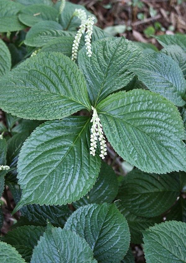 Image of Chloranthus henryi|Juniper Level Botanic Gdn, NC|JLBG