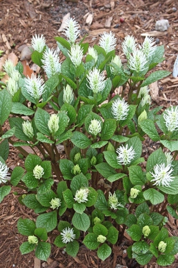 Image of Chloranthus japonicus|Juniper Level Botanic Gdn, NC|JLBG