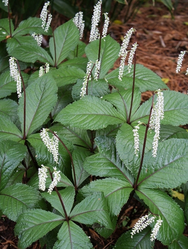Image of Chloranthus sessilifolius 'Get Shorty'|Juniper Level Botanic Gdn, NC|JLBG