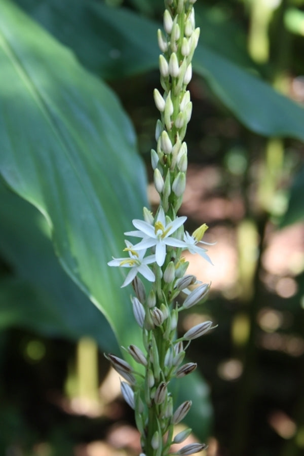 Image of Chlorophytum colubrinum|Juniper Level Botanic Gdn, NC|JLBG