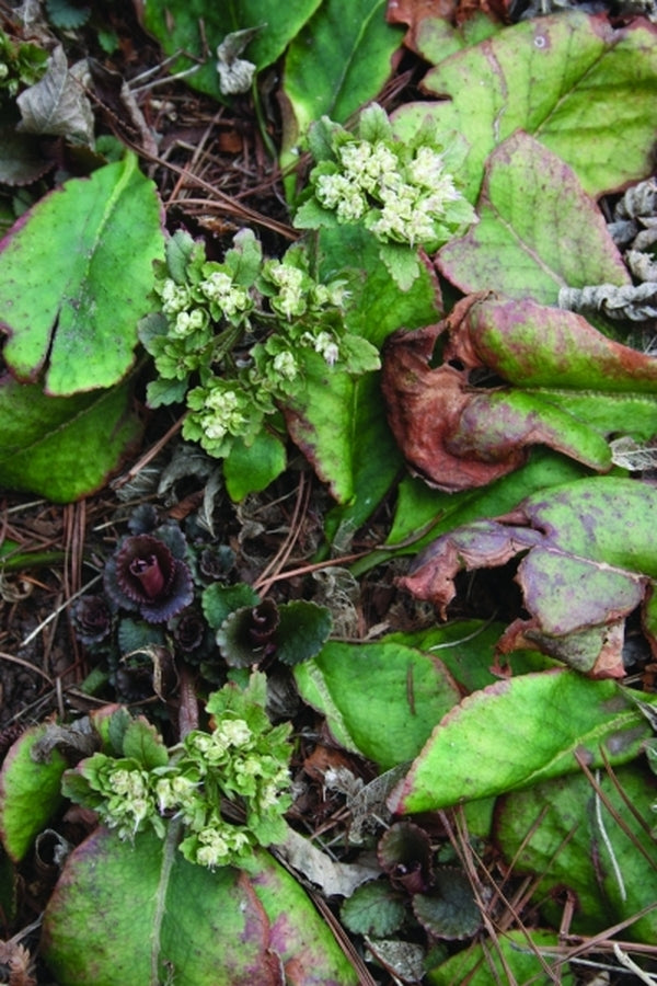 Image of Chrysosplenium macrophyllum|Juniper Level Botanic Gdn, NC|JLBG