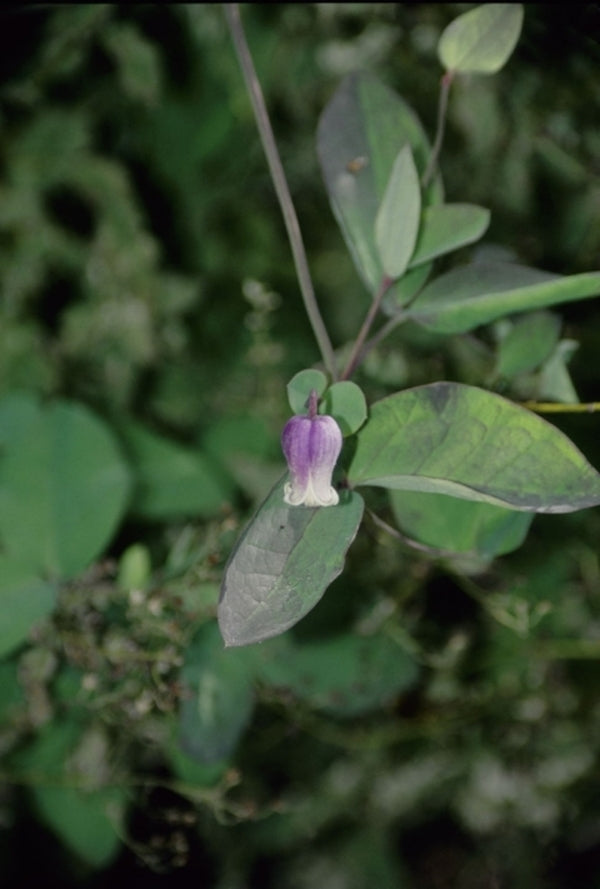 Image of Clematis addisonii|Juniper Level Botanic Gdn, NC|JLBG