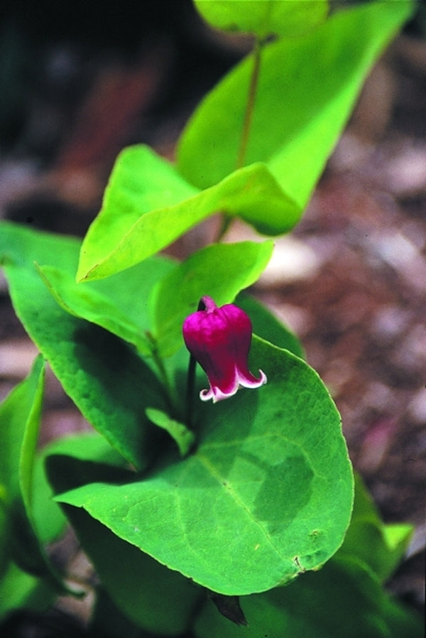 Image of Clematis addisonii|Juniper Level Botanic Gdn, NC|JLBG