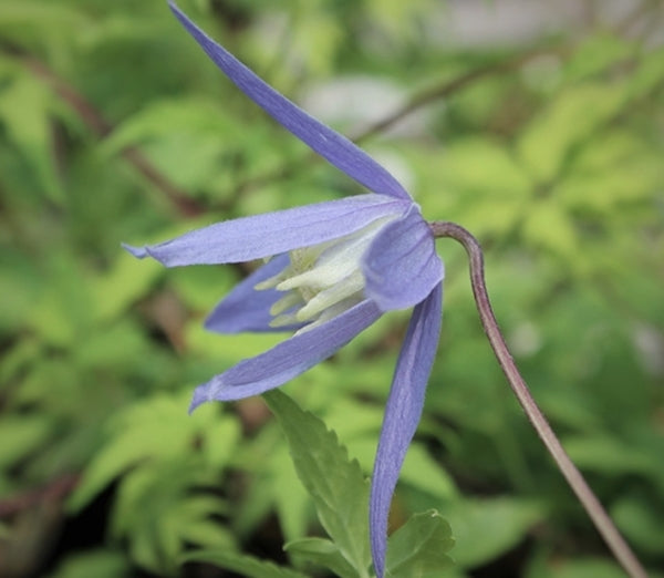 Image of Clematis alpina 'Stolwijk Gold' PP 18,648|Juniper Level Botanic Gdn, NC|JLBG