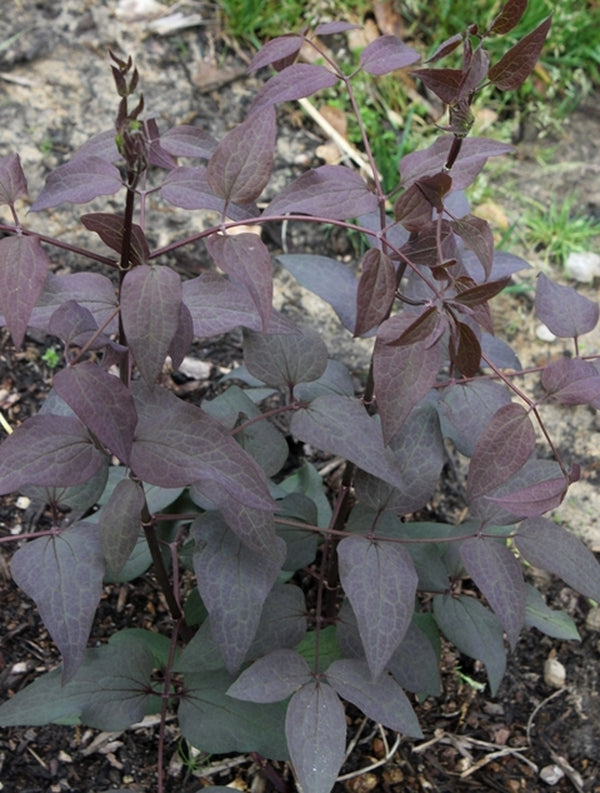 Image of Clematis recta 'Lime Close'||