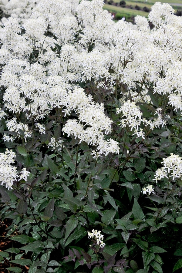 Image of Clematis recta 'Lime Close'|Walters Gardens, MI|