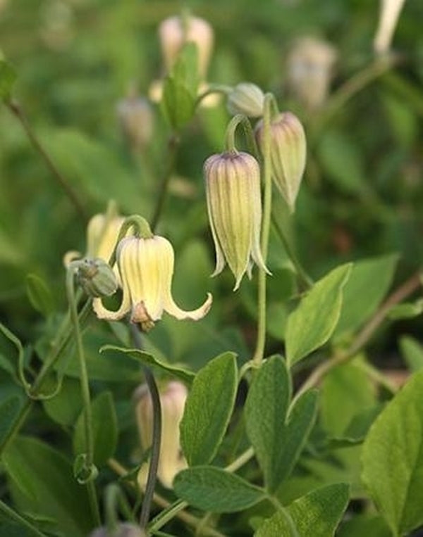 Image of Clematis reticulata|Juniper Level Botanic Gdn, NC|JLBG