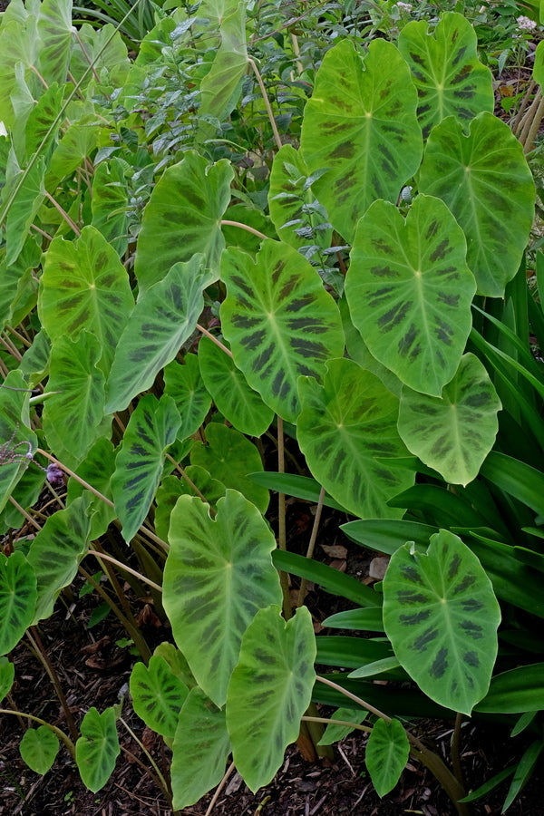 Image of Colocasia 'Smiley Face'|Juniper Level Botanic Gdn, NC|JLBG