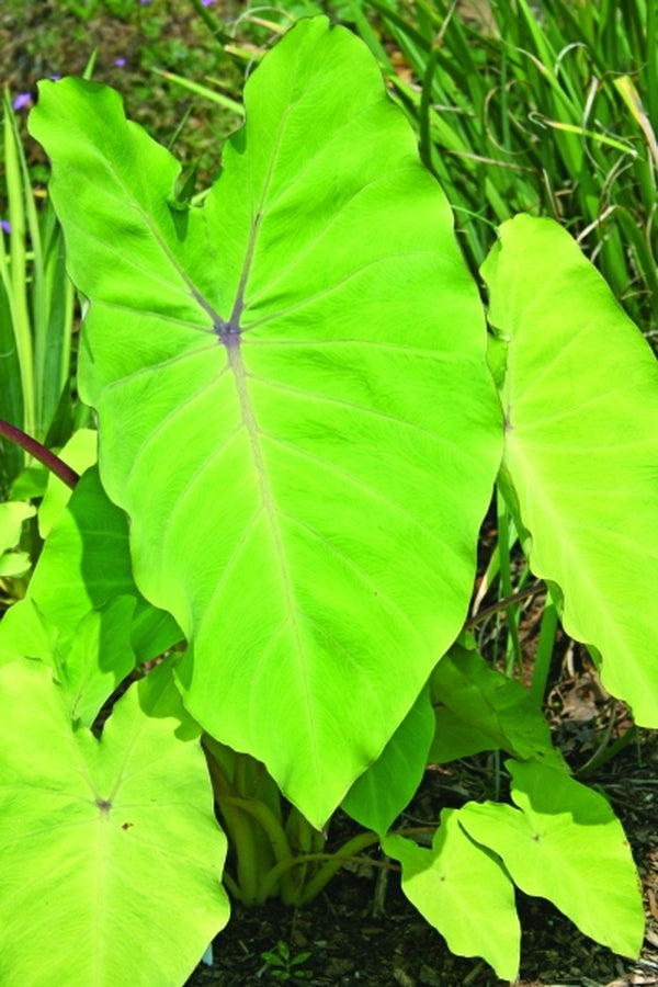 Image of Colocasia esculenta 'Elena'|Juniper Level Botanic Gdn, NC|JLBG