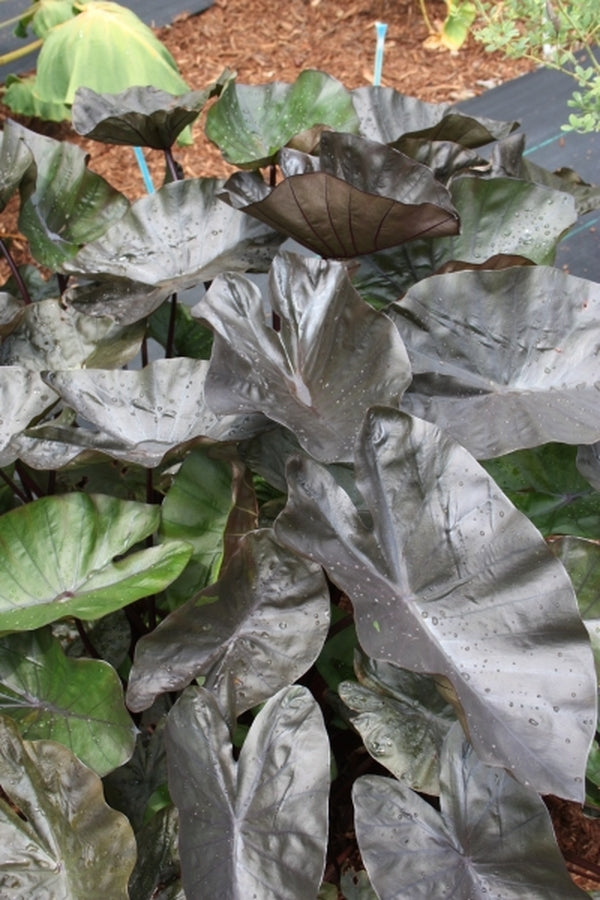 Image of Colocasia esculenta 'Kona Coffee' PP 22,420|Juniper Level Botanic Gdn, NC|JLBG