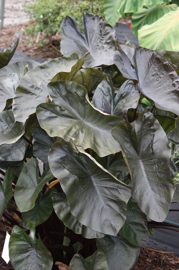 Image of Colocasia esculenta 'Kona Coffee' PP 22,420|Juniper Level Botanic Gdn, NC|JLBG