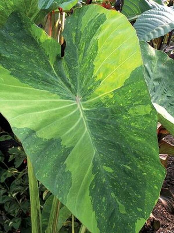 Image of Colocasia esculenta 'Lime Aide'|Juniper Level Botanic Gdn, NC|JLBG