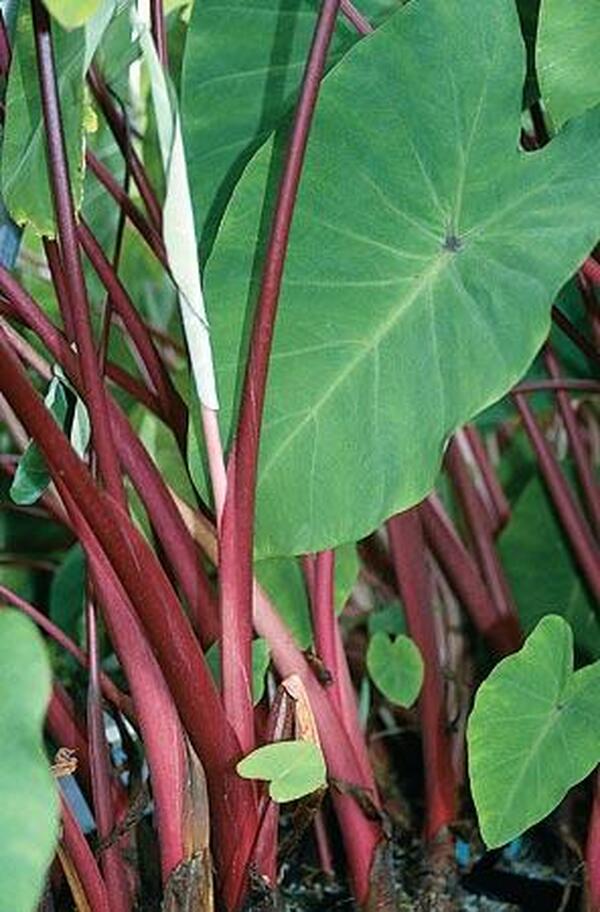Image of Colocasia esculenta 'Rhubarb'|Juniper Level Botanic Gdn, NC|JLBG