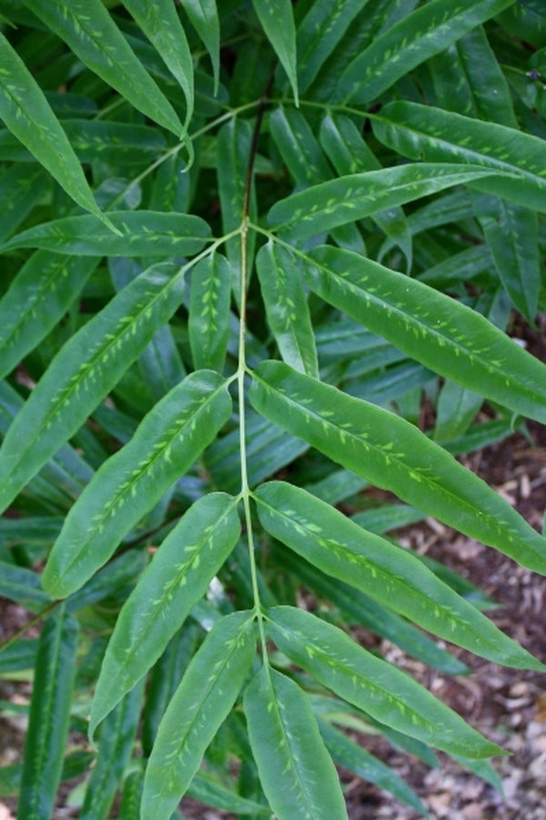 Image of Coniogramme japonica 'Variegata'|Juniper Level Botanic Gdn, NC|JLBG