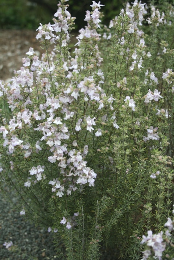 Image of Conradina canescens 'Gray Ghost'|Juniper Level Botanic Gdn, NC|JLBG