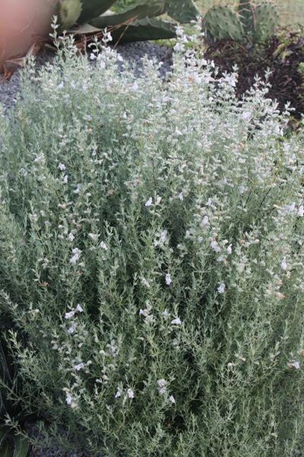 Image of Conradina canescens 'Gray Ghost'|Juniper Level Botanic Gdn, NC|JLBG