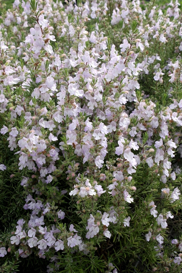 Image of Conradina canescens 'Gray Ghost'||