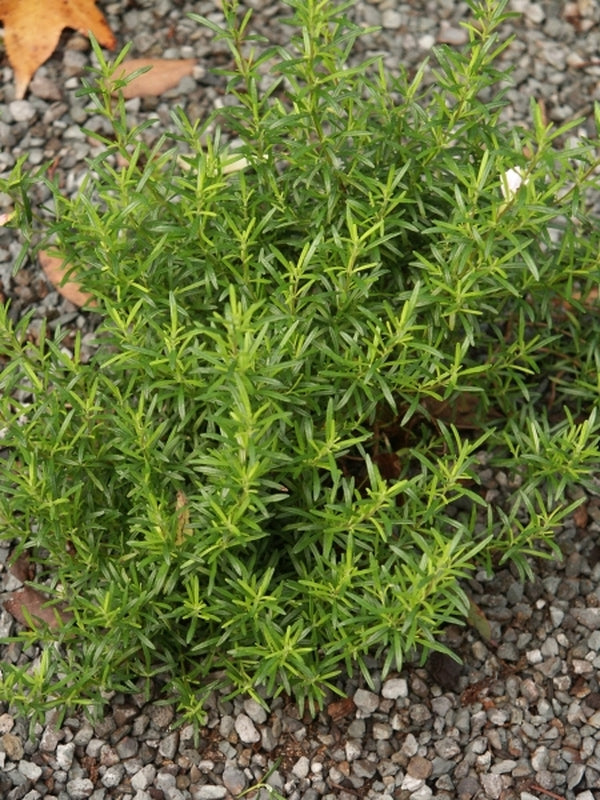 Image of Conradina glabra 'Torreya Dwarf' - NOT OUTSIDE NC|Juniper Level Botanic Gdn, NC|JLBG