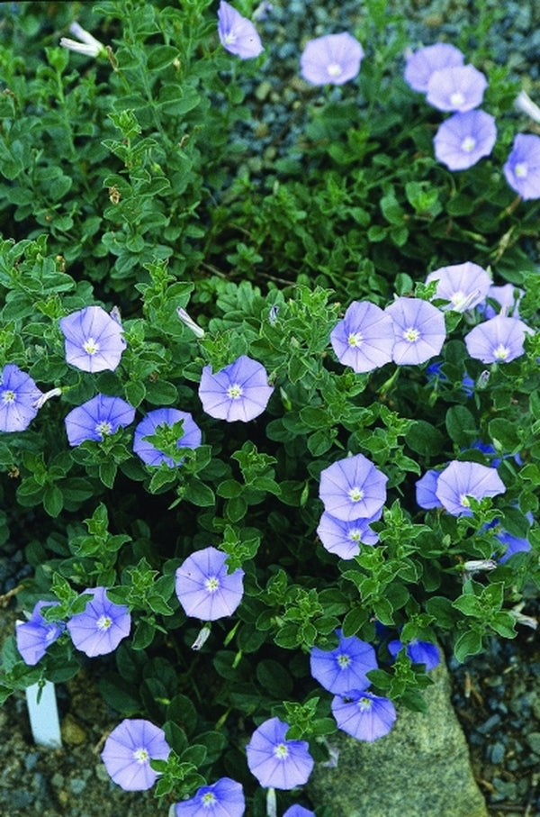 Image of Convolvulus mauritanicus|Juniper Level Botanic Gdn, NC|JLBG