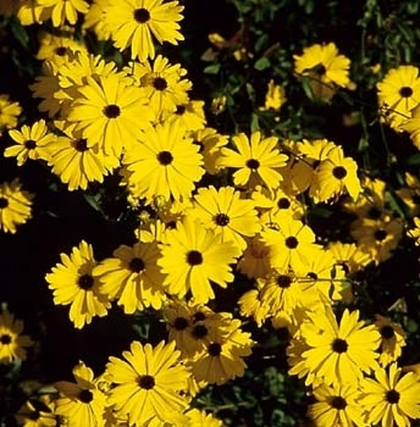 Image of Coreopsis integrifolia|Juniper Level Botanic Gdn, NC|JLBG