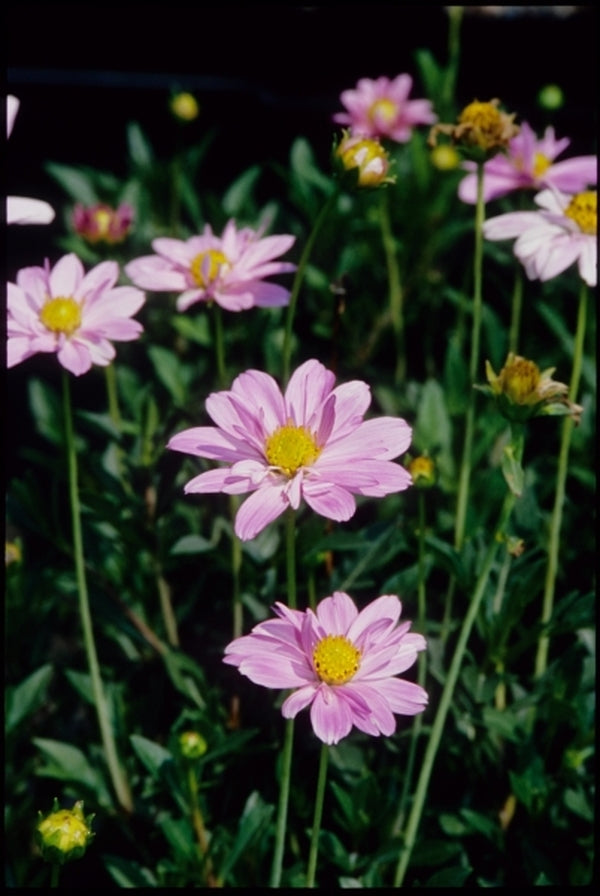 Image of Cosmos peucedanifolius 'Flamingo'|Juniper Level Botanic Gdn, NC|JLBG
