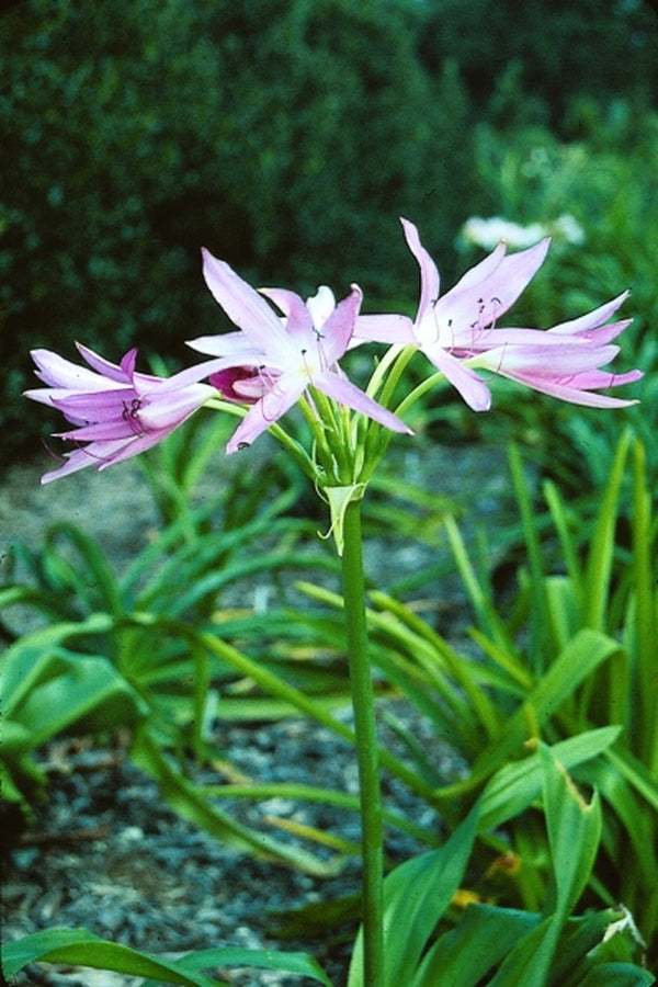 Image of Crinum 'Hannibal's Dwarf'|Juniper Level Botanic Gdn, NC|JLBG