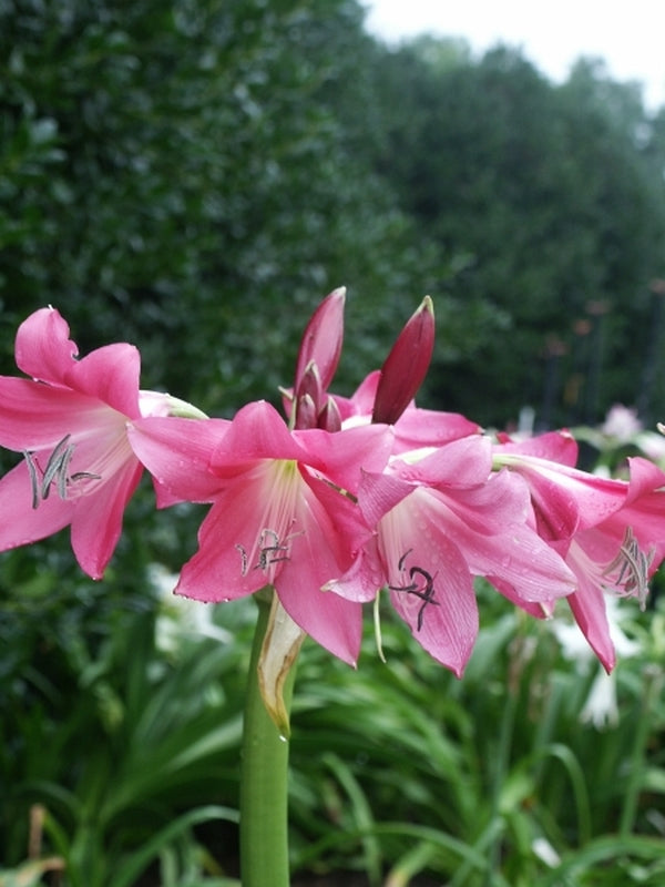 Image of Crinum 'Rose Parade'|Juniper Level Botanic Gdn, NC|JLBG