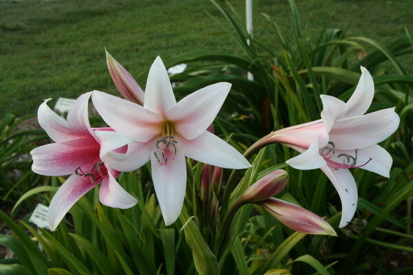 Image of Crinum 'Summer Glow'|Juniper Level Botanic Gdn, NC|JLBG