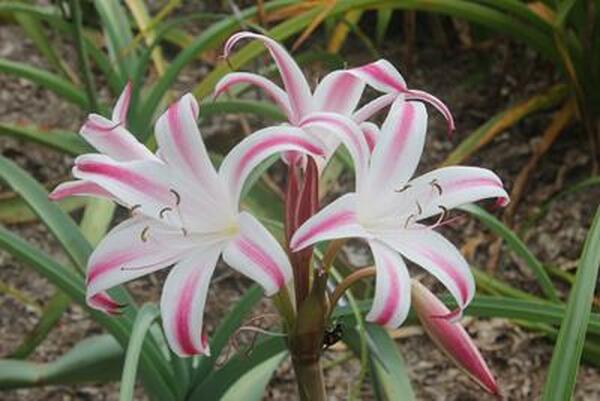 Image of Crinum 'Sundance'|Juniper Level Botanic Gdn, NC|JLBG