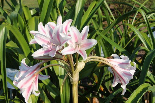Image of Crinum 'Temple Bells'|Juniper Level Botanic Gdn, NC|JLBG