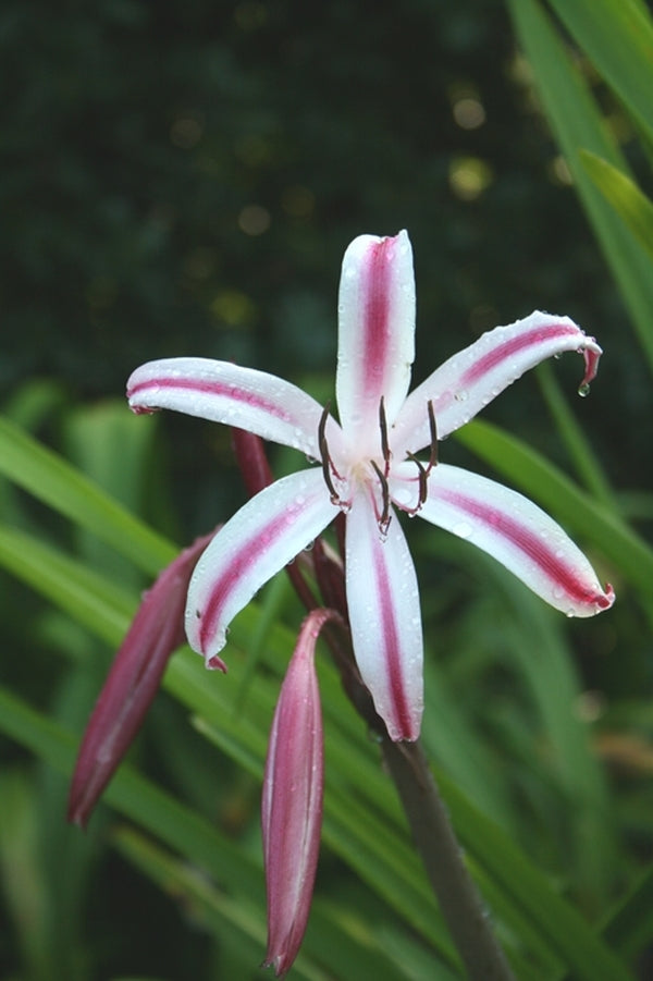 Image of Crinum x baconi 'Fourth of July'|Juniper Level Botanic Gdn, NC|JLBG