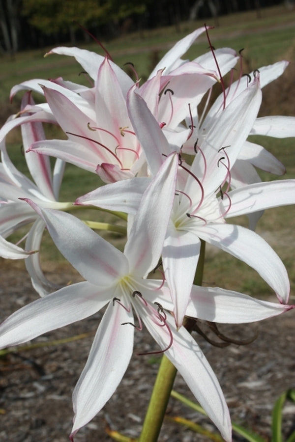 Image of Crinum x digweedii 'Jennifer White'|Juniper Level Botanic Gdn, NC|JLBG