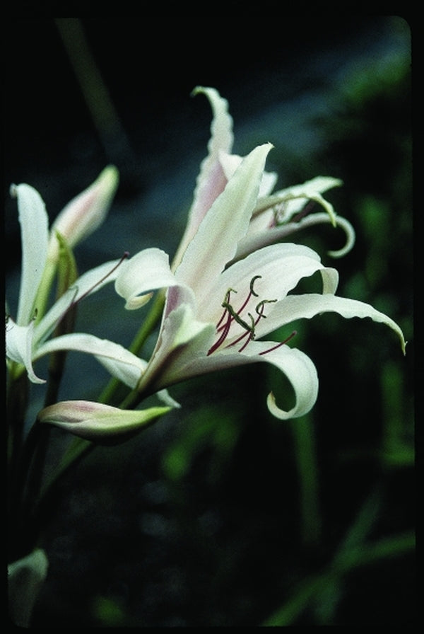 Image of Crinum x eboracii 'Pecan Tree Inn'|Juniper Level Botanic Gdn, NC|JLBG