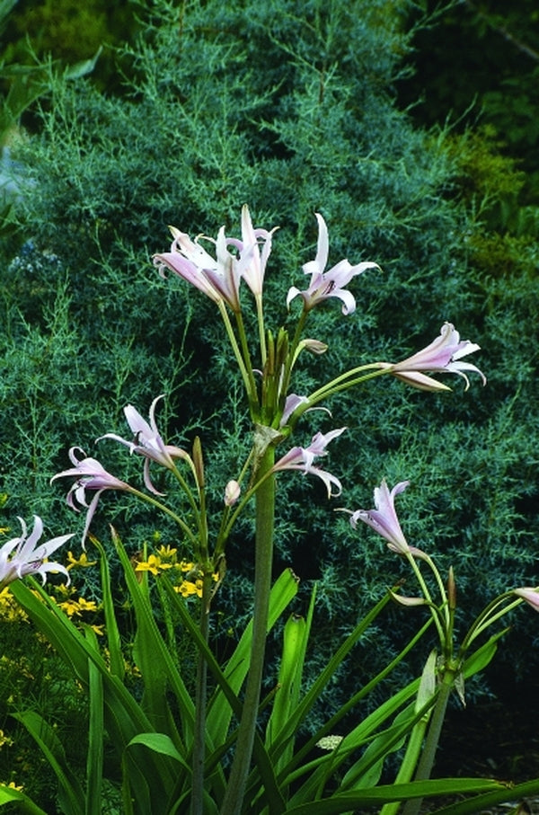Image of Crinum x eboracii 'Pecan Tree Inn'|Juniper Level Botanic Gdn, NC|JLBG