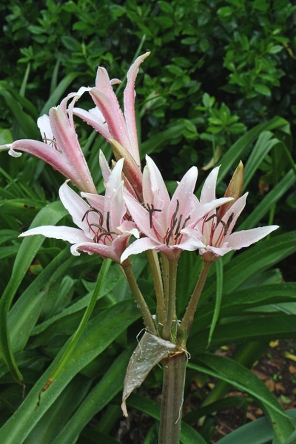 Image of Crinum x eboracii 'Twelve Apostles'|Juniper Level Botanic Gdn, NC|JLBG
