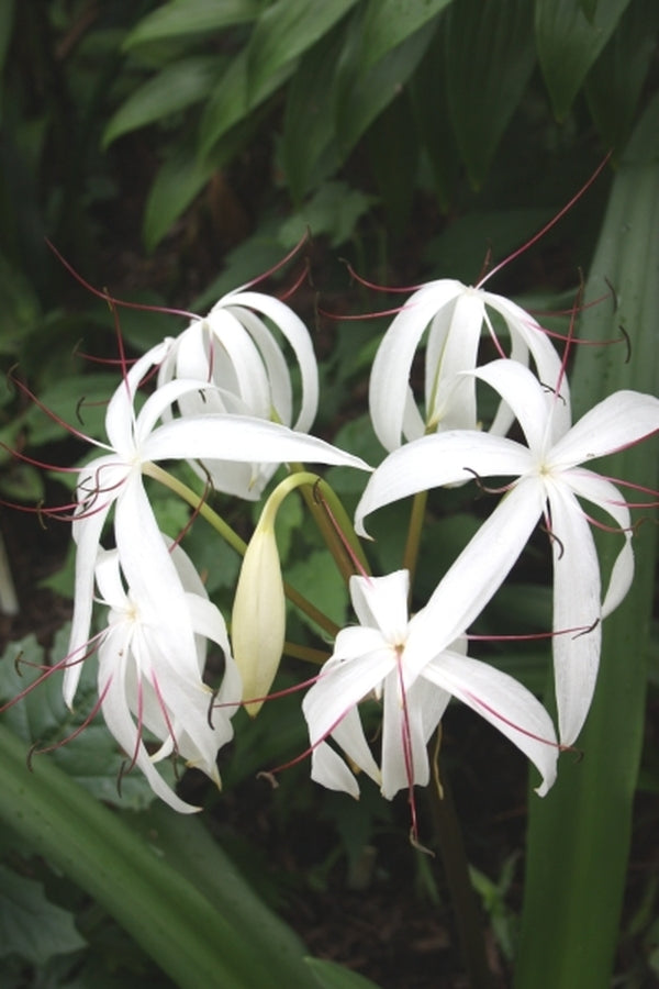 Image of Crinum erubescens|Juniper Level Botanic Gdn, NC|JLBG