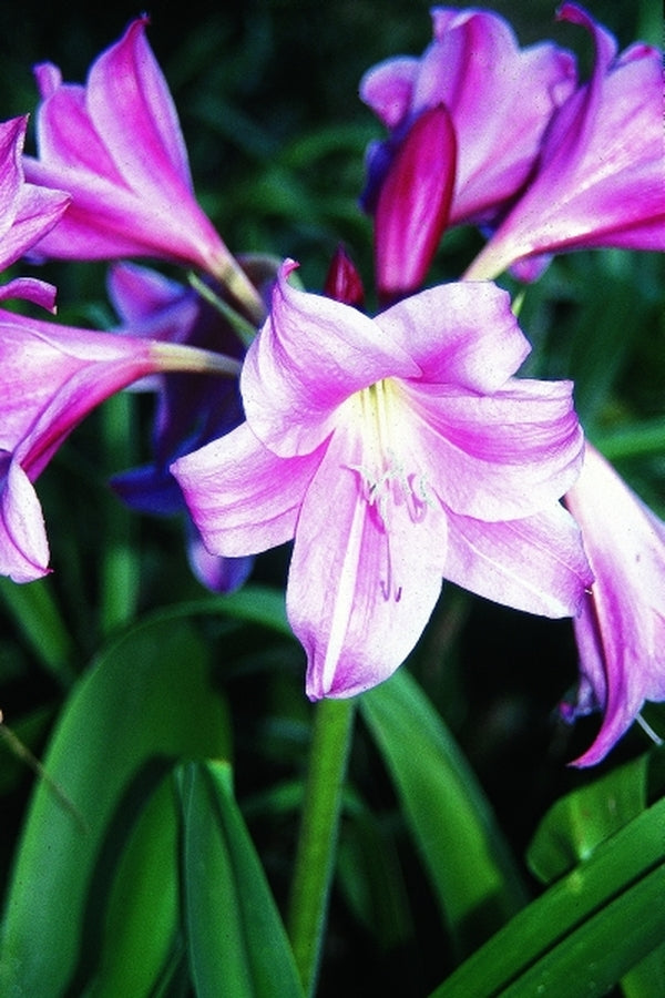 Image of Crinum x herbertii 'Carnival'|P. Malcolm Gdn, GA|