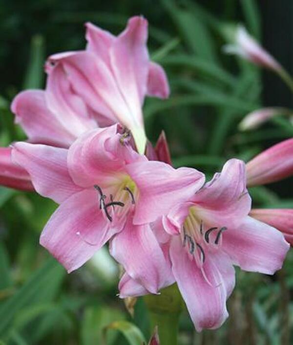Image of Crinum x herbertii 'Carnival'|Juniper Level Botanic Gdn, NC|JLBG