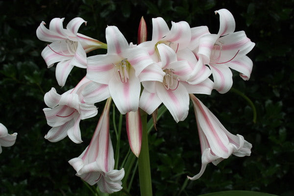 Image of Crinum x herbertii 'Montgomery Nana'|Juniper Level Botanic Gdn, NC|