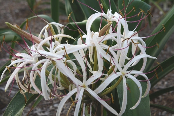 Image of Crinum hildebrandtii Madagascar|Juniper Level Botanic Gdn, NC|JLBG
